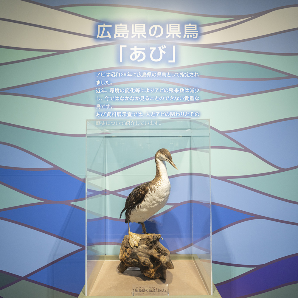 県鳥アビのはく製