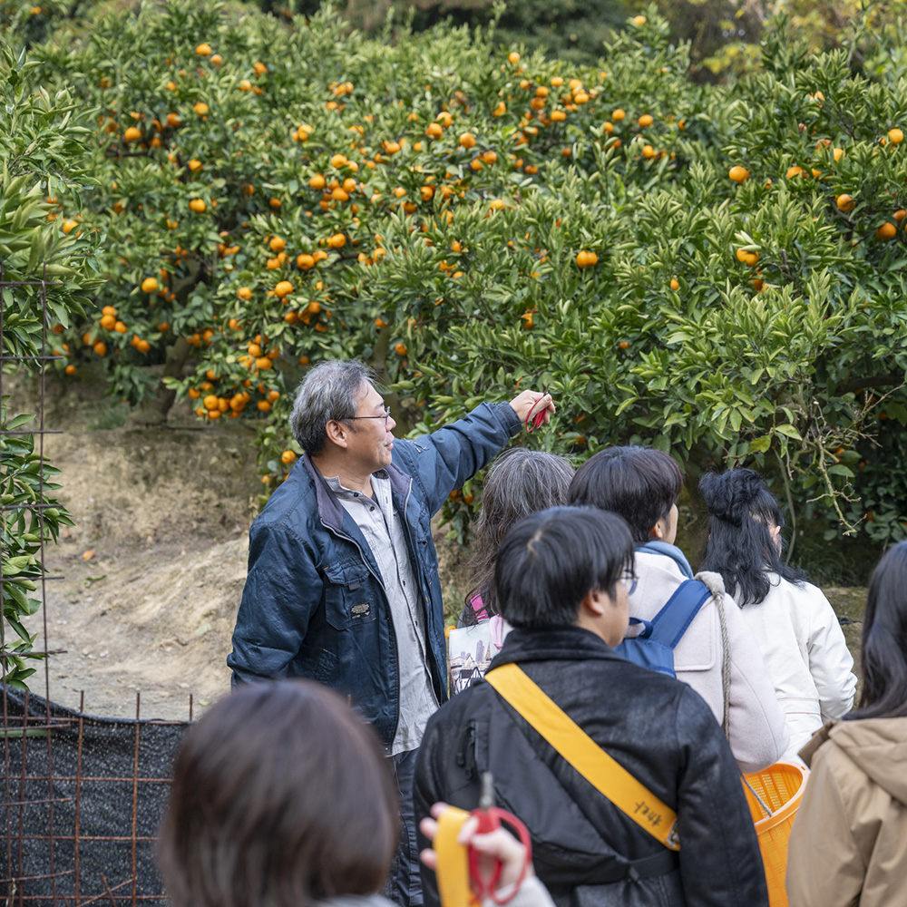 プロから収穫の仕方を教わる