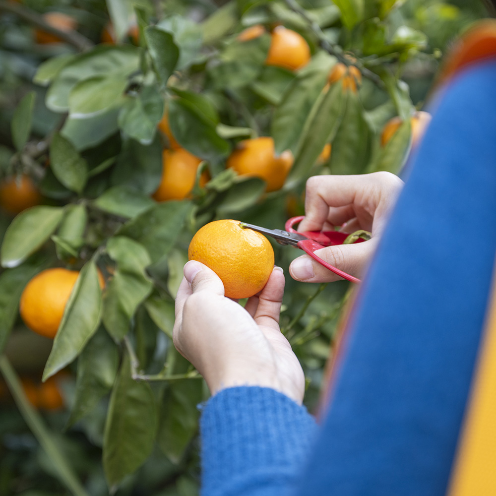 かごを持ってミカンを収穫