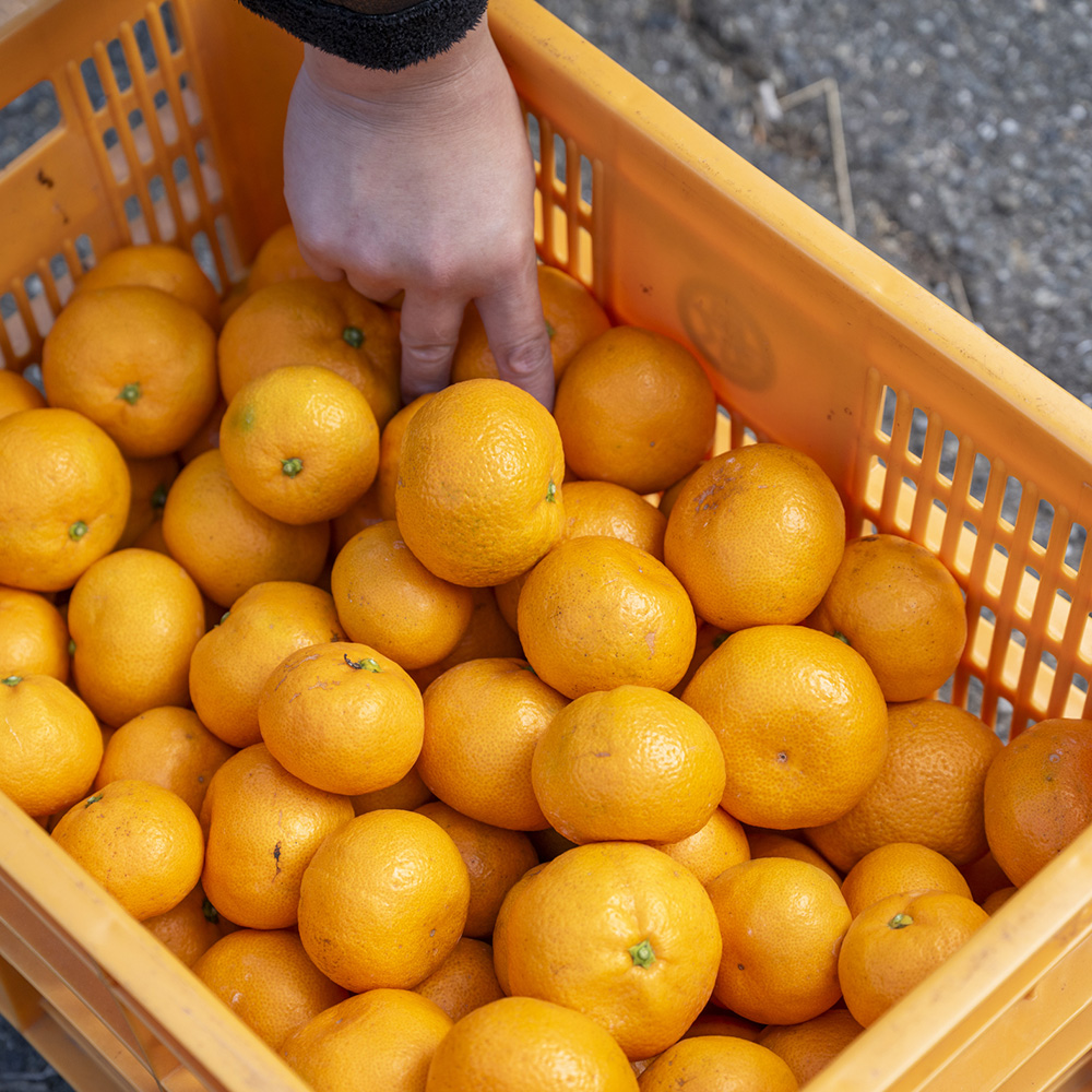 豊作の大長みかん